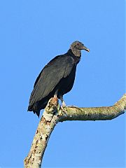 Black Vulture